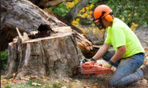 tree stump removal