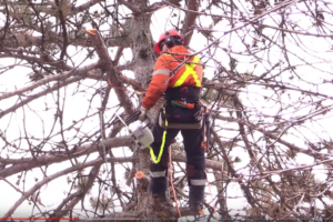 Tree trimming - tree removal