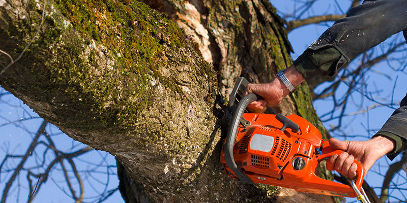 We Go Out On A Limb For You Professional Tree Services